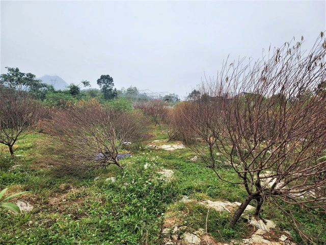 Thủ phủ đào phai ở Hà Tĩnh lo mất tết