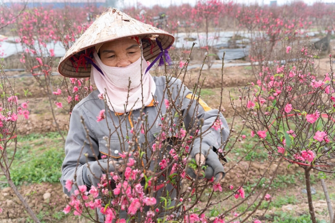 Miền Bắc đầu tuần tạnh ráo, cuối tuần mưa rét