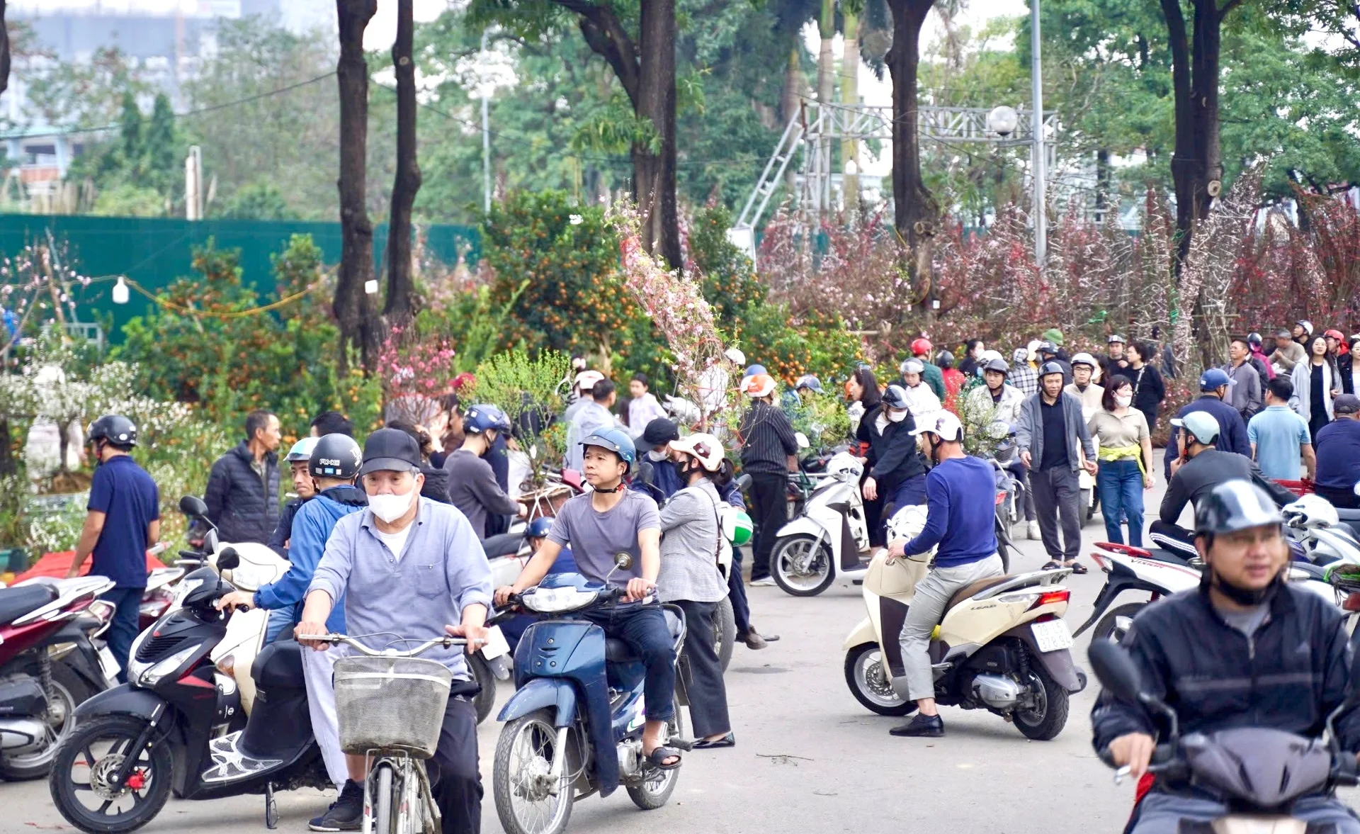 Sáng 29 Tết, đào, mai, quất "rủ nhau" đồng loạt giảm giá, người dân Hà Nội đổ xô đi mua