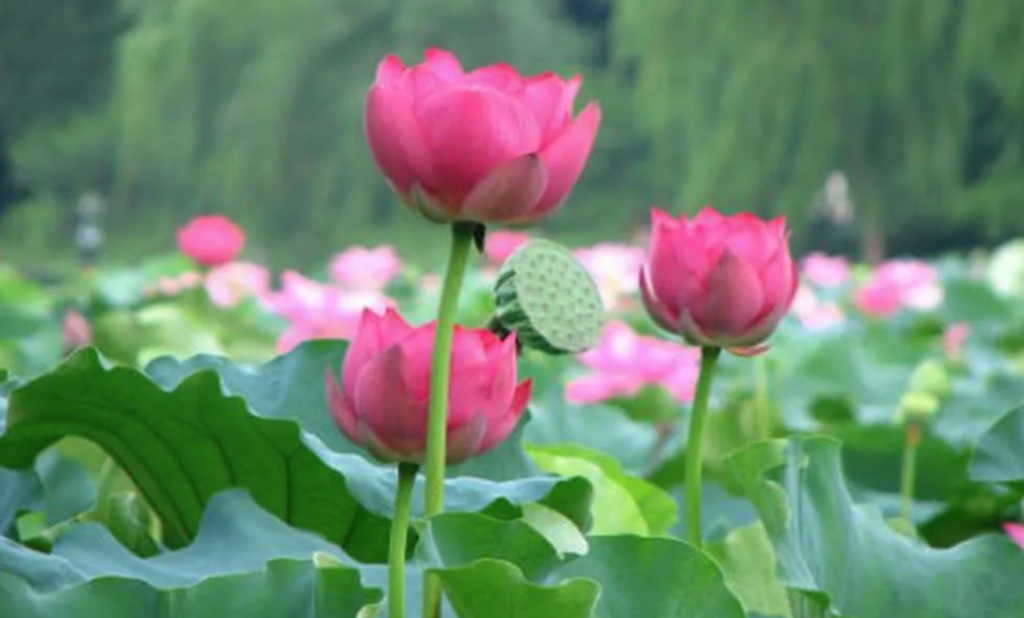 Thiện lương với người khác cũng chính là thiện đãi chính mình.